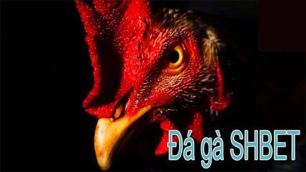Shbet trang web chơi đá gà hàng đầu