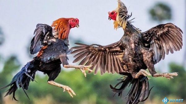 Chơi đá gà tại shbet cực chất siêu chính xác